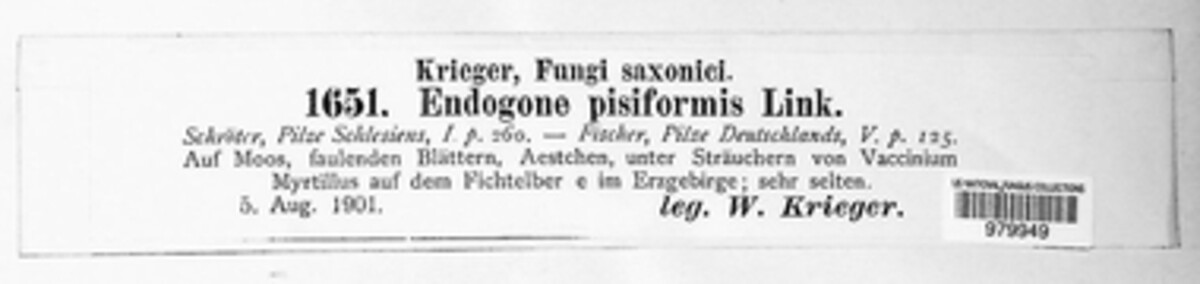 Endogonaceae image